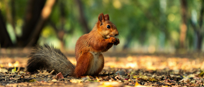 Gratitide_Hypnotherapy in London